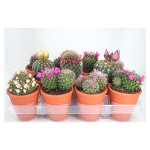 Cactus bloeiend gemengd