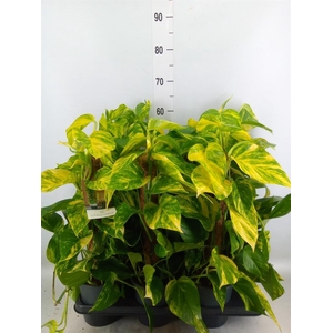 Epipremnum pinn.   ...moss stick