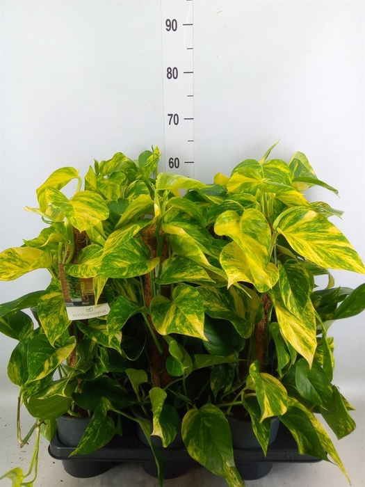 <h4>Epipremnum pinn.   ...moss stick</h4>