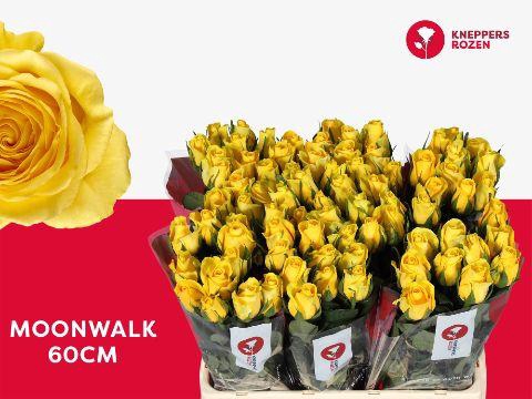 <h4>R GR MOONWALK</h4>