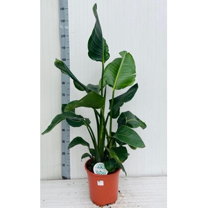 STRELITZIA NICOLAI