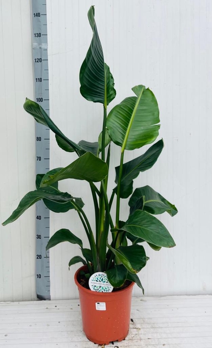 <h4>STRELITZIA NICOLAI</h4>