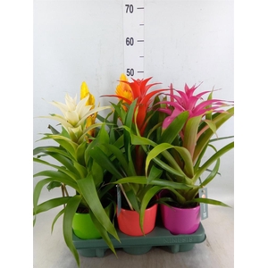 Bromelia   ...mix