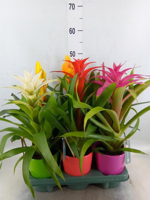 <h4>Bromelia   ...mix</h4>