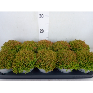 Sedum sexangulare