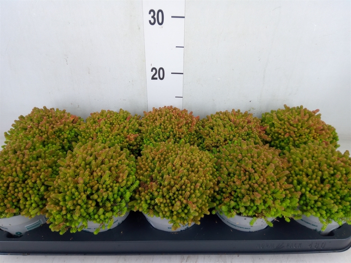 <h4>Sedum sexangulare</h4>