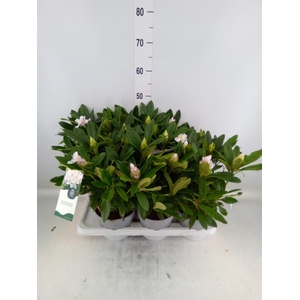 Rhododendron   ...