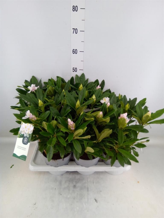 <h4>Rhododendron   ...</h4>