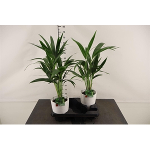 * Arr.... Howea 15 Cm. P. In Keramiek Gemengd