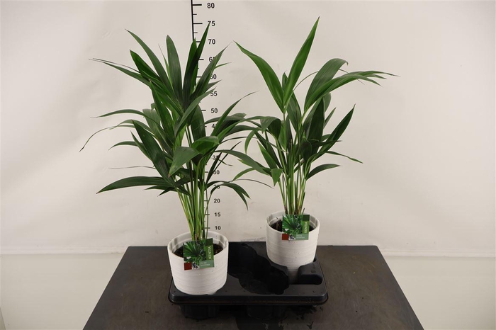 <h4>* Arr.... Howea 15 Cm. P. In Keramiek Gemengd</h4>