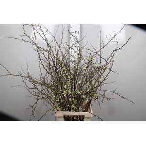 Chaenomeles White Xl