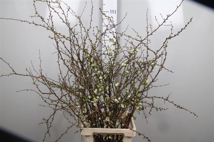 <h4>Chaenomeles White Xl</h4>