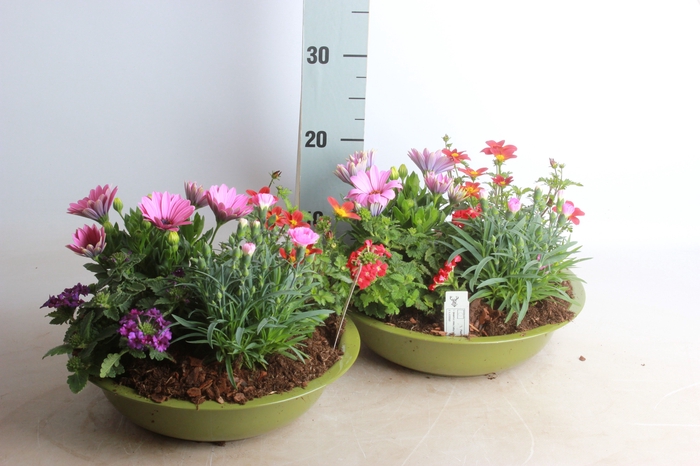 <h4>ARR TUINPLANTEN</h4>