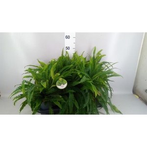 Blechnum spicant