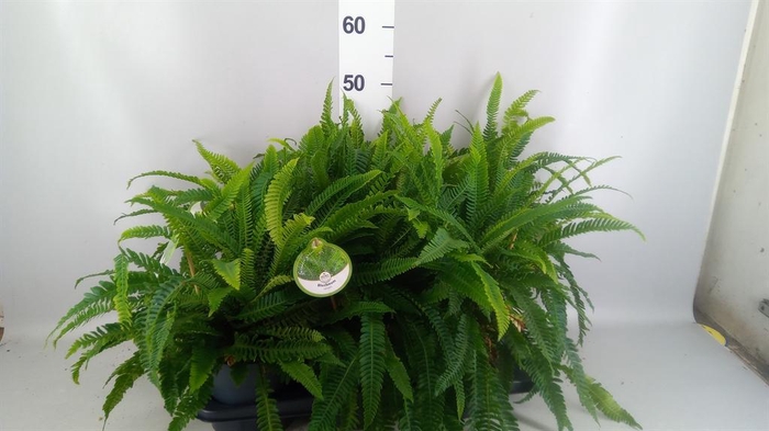 <h4>Blechnum spicant</h4>
