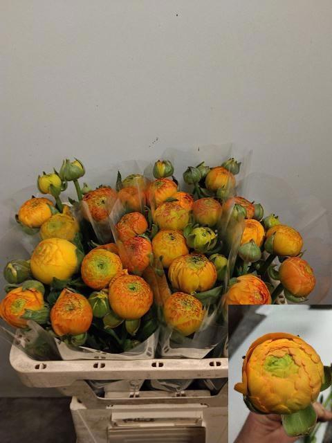 <h4>RAN AM ORANGE</h4>