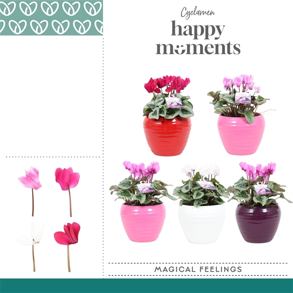 <h4>Cyclaam Magical Feelings in ompot Melanie</h4>