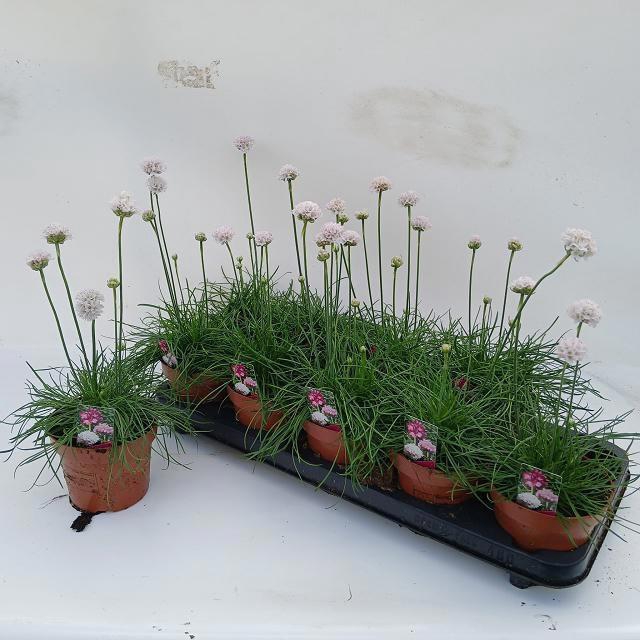 <h4>ARMERIA MARITIMA</h4>