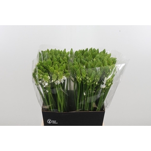 Ornithogalum Thyrsoides