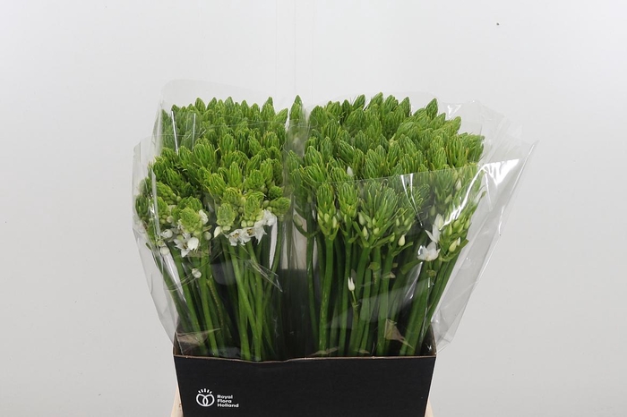<h4>Ornithogalum Thyrsoides</h4>