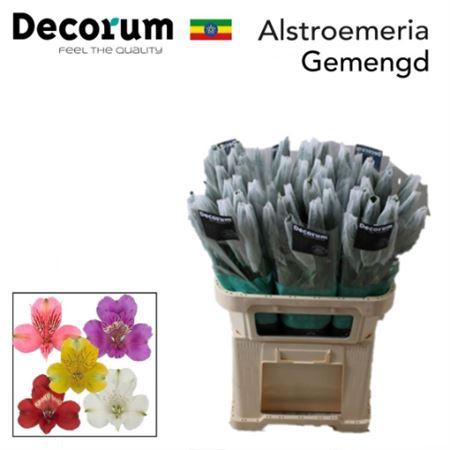 <h4>Alstr Gem In Fust Ex</h4>