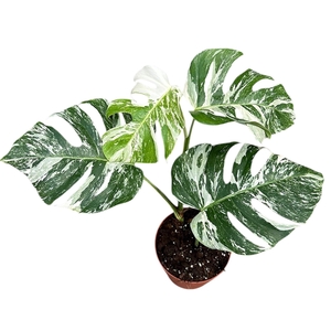 Monstera Variegata