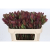 Leucadendron Senorita Spray