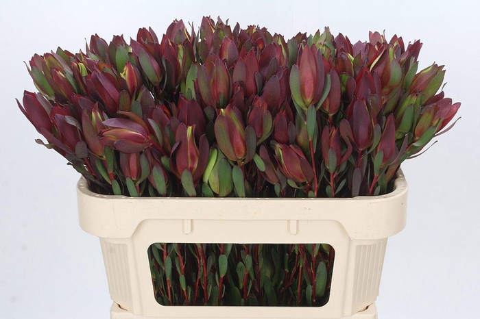 Leucadendron Senorita Spray