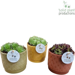 Arrangementen Sempervivum 6%