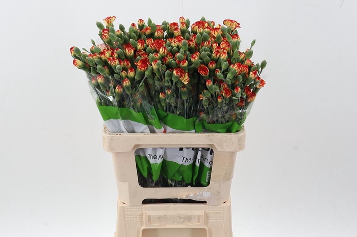 <h4>Di Tr Lava s x20</h4>