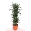 Dracaena Ulises