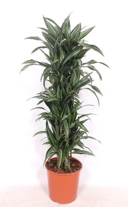 Dracaena Ulises