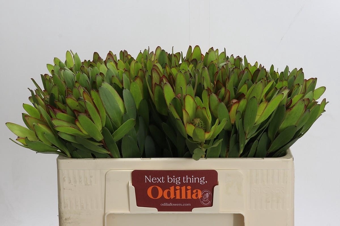 <h4>Leucadendron Goldstrike</h4>