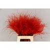 DF Stypha 60cm Bs Red