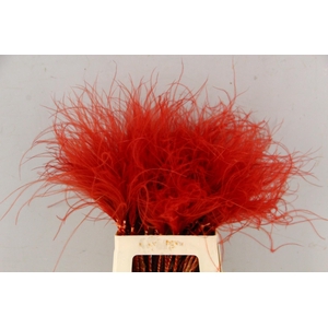 DF Stypha 60cm Bs Red