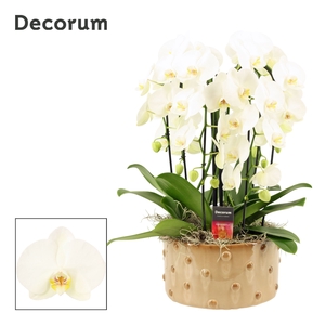 Belle cascade 6 tak symphony white (Deco-collection)