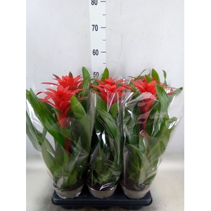 Guzmania   ...