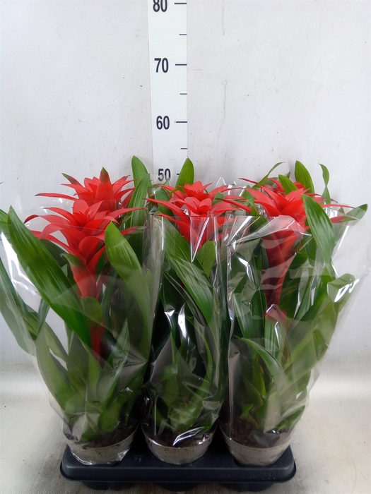 <h4>Guzmania   ...</h4>