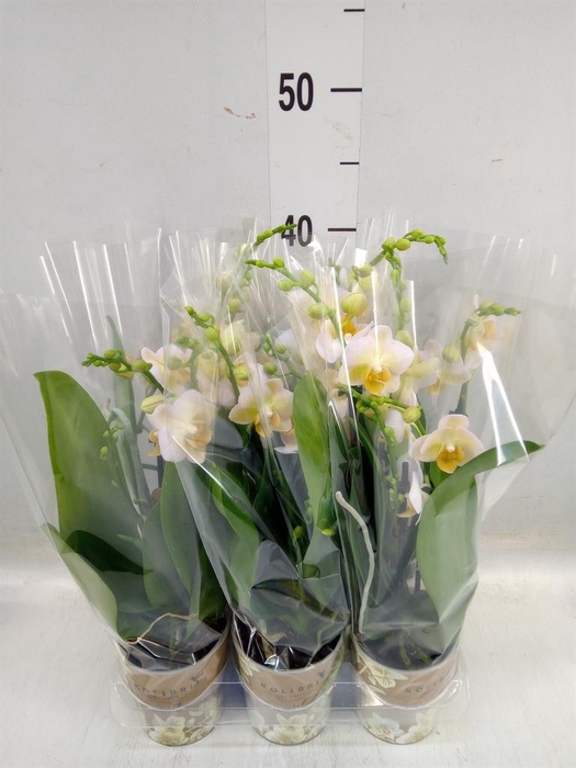 <h4>Phalaenopsis multi.   ...yellow</h4>