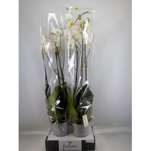 Phalaenopsis   ...white