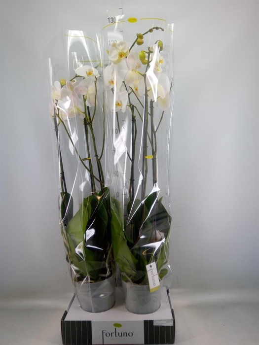 <h4>Phalaenopsis   ...white</h4>