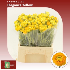 Ranunculus Elegance Yellow