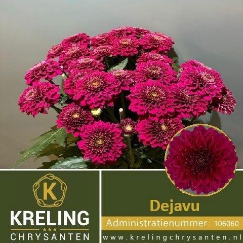 <h4>Chr T Dejavu</h4>