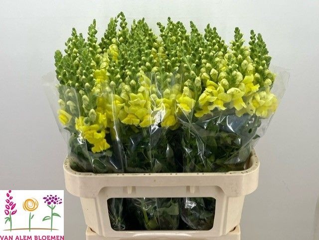 <h4>ANTIR MONACO YELLOW</h4>