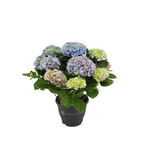 Hydrangea mac. 'Hi River'