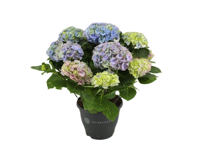 <h4>Hydrangea mac. 'Hi River'</h4>