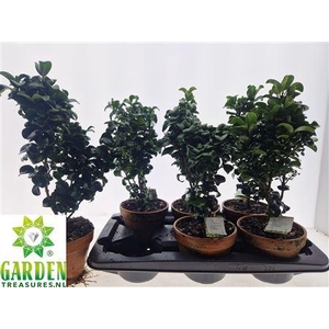 Bonsai Ligus Jap Rotundifol In Terracotta Pot