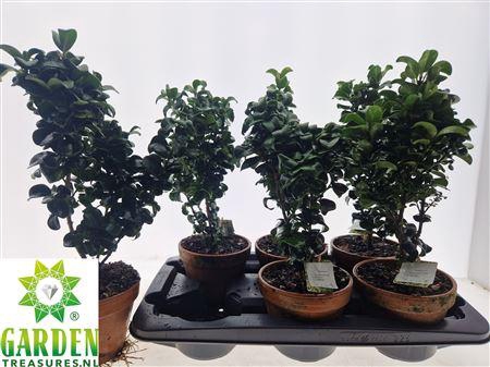 <h4>Bonsai Ligus Jap Rotundifol In Terracotta Pot</h4>