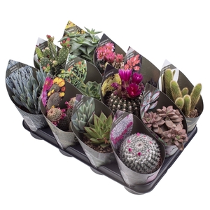 MIX CACTUS AND SUCCULENTS POT Ø 10,5 - TRAY 12 PCS (CACTUS EN SUCCULENTEN)