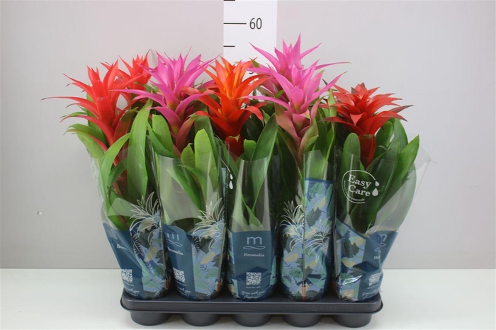 <h4>Guzmania Gemengd</h4>